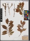 Foto von Salix caprea L. x Salix daphnoides Vill.